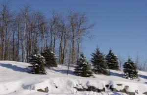 This image has an empty alt attribute; its file name is 5-Trees-on-hill-snow-cover-hill-trees-1024x663.jpg